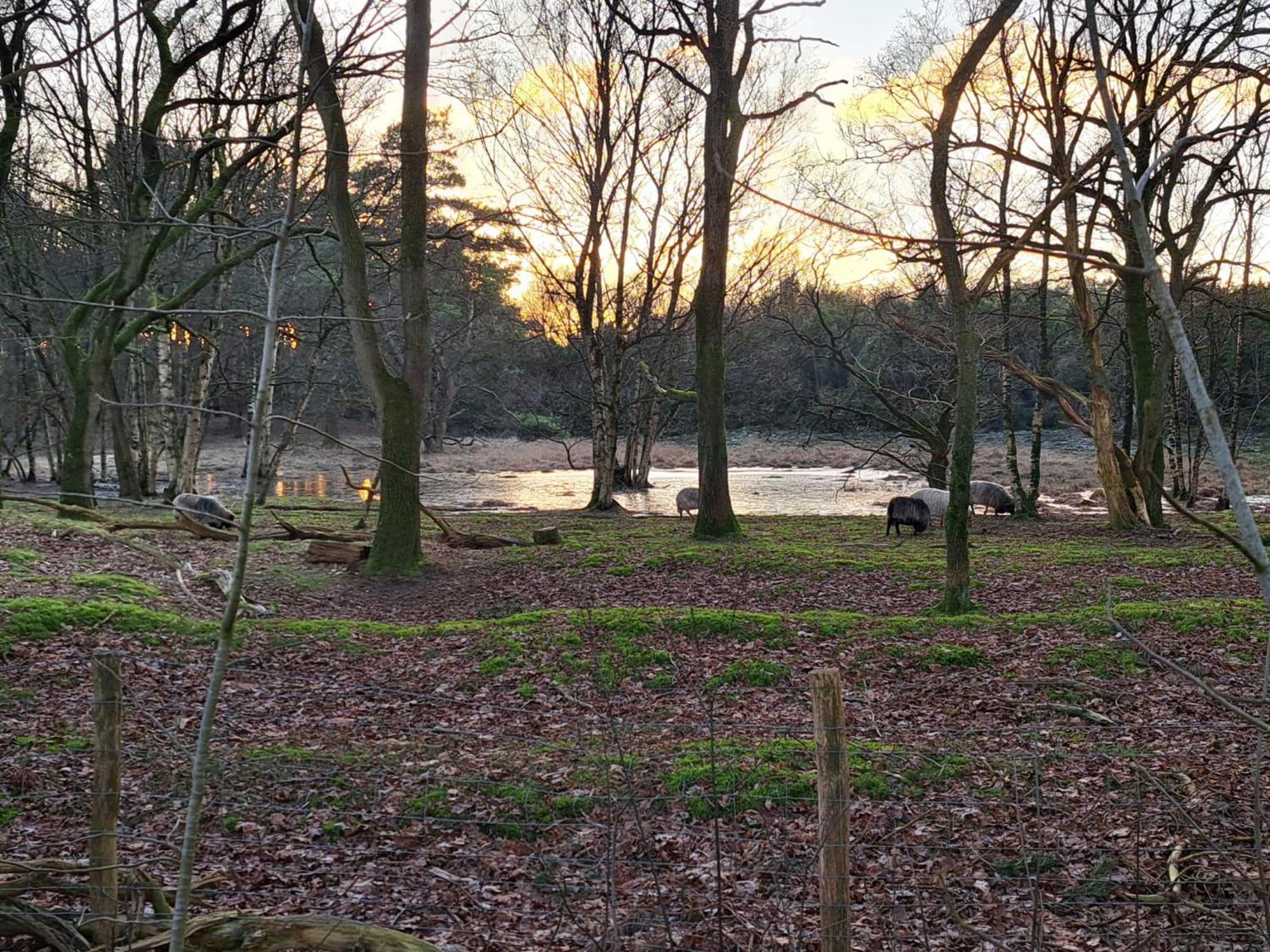 Natuurhuisje Meppen Dış mekan fotoğraf